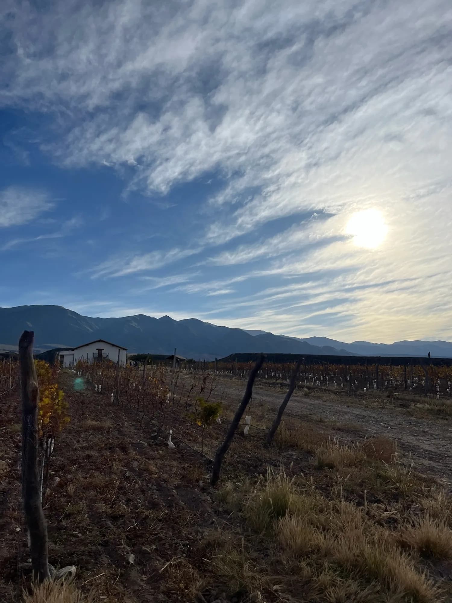 Viñedo otoñal con cielo dramático y montañas al atardecer