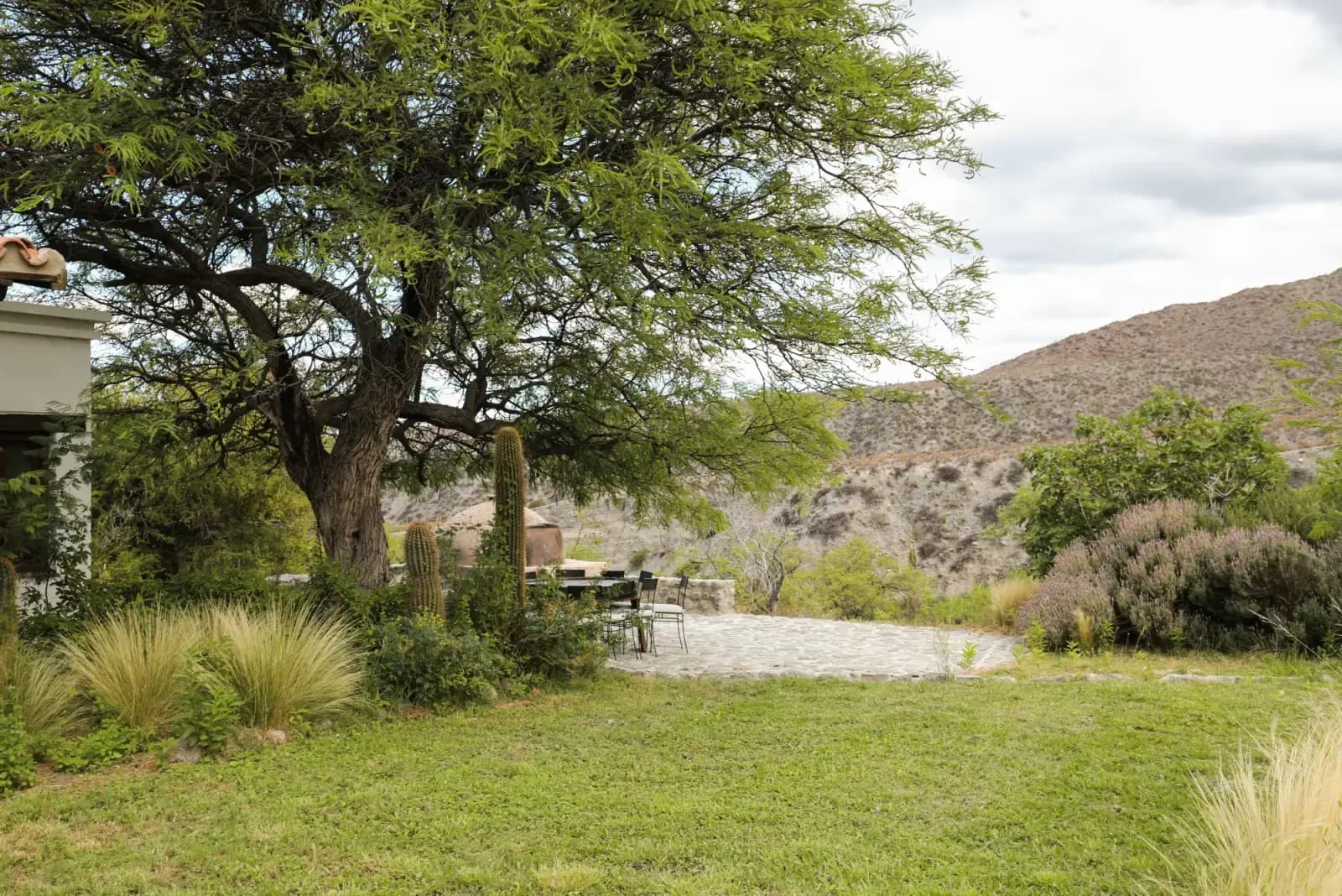 Jardín de la bodega con árbol centenario, cactus y montañas al fondo
