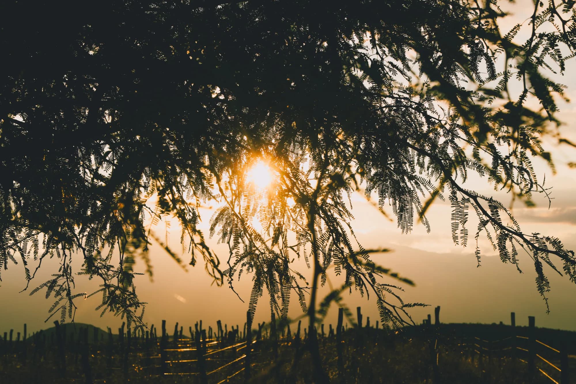 Contraluz dorado del atardecer a través de ramas con viñedo en silueta
