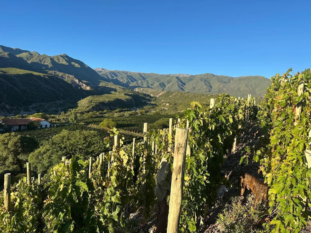 Hileras de viñedos en la Quebrada de San Lucas